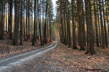 Hiking path and sunset in beautiful woods panoramic view, inspirational summer landscape in forest. Walking footpath or biking path, dirt road.の写真素材