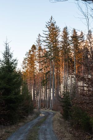 Hiking path and sunset in beautiful woods panoramic view, inspirational summer landscape in forest. Walking footpath or biking path, dirt road.の写真素材