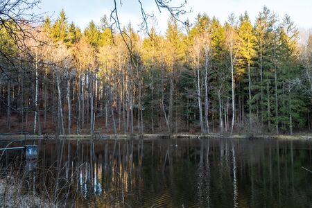 Displaying autumn coniferous forest in the water, lake, Czech Republic.の写真素材