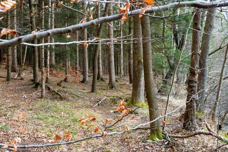 Golden hue of sunlight streaming through October leaves in Adirondack hemlock forest. Tall tree trunks stand with high canopy of vibrant gold and yellow in autumn forestの写真素材