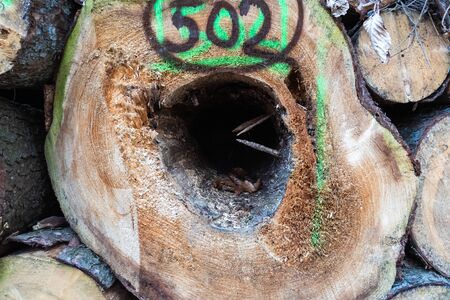 Old wooden oak log damaged by bark beetles with a hole inside. Damaged by termite insect pests.の写真素材
