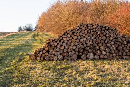 Wooden logs of pine woods in the forest, stacked in a pile in Dolomites. Freshly chopped tree logs stacked up on top of each other in a pile.の写真素材