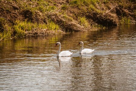 Two Mute Swans on blue,gold and orange lake colours.の写真素材
