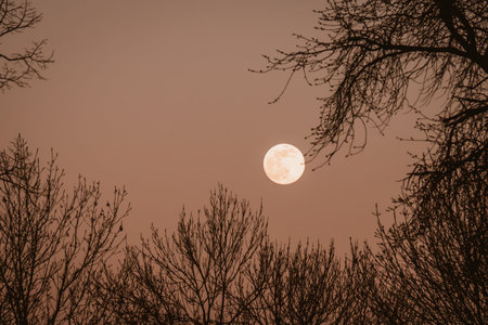 The bright full moon shines through the thicket of a tree with bare branches. Moon between the...