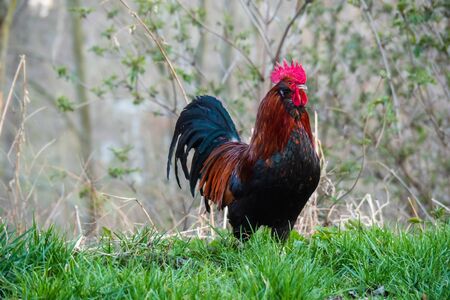 Brown-red Marans rooster with beautiful feathers stands on a green meadow, side view, rooster looks to the left, in the sunset, by dayの写真素材