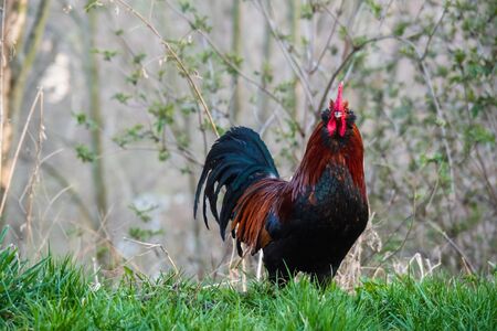 Brown-red Marans rooster with beautiful feathers stands on a green meadow, side view, rooster looks to the left, in the sunset, by dayの写真素材