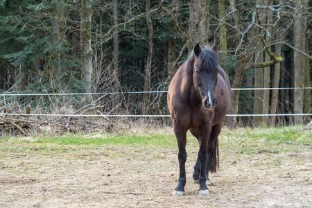 Black-brown horse standing on a pasture near the forest and looking sadly. Suitable for backgrounds.の写真素材