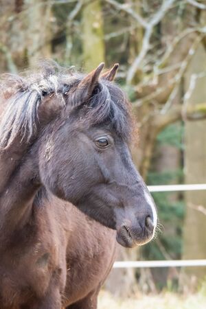 Black-brown horse standing on a pasture near the forest and looking sadly. Suitable for backgrounds.の写真素材