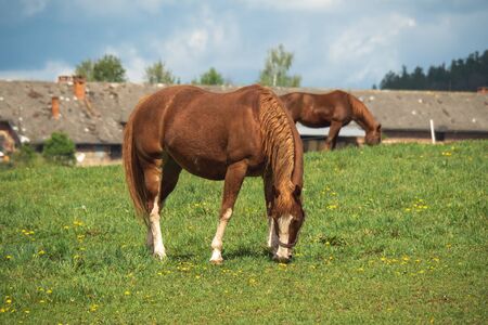 Two horses grazing in a beautiful green pasture on a farm. Brown horses in a green pasture. Czech Republic.の写真素材