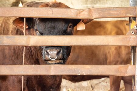 Lovely detailed close up of cows eye and top front of head. Czech Republicの写真素材