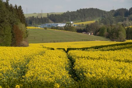 Yellow rapes flowers and blue sky with clouds. Ukraine, Europe. Beauty world.の写真素材