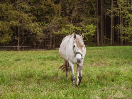 Large white horse close up. Horse standing in a field which his sloping down to the left with some trees as background. The horse is looking to the right of the picture towards the grass.の写真素材
