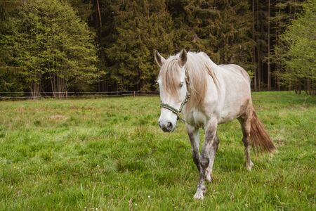 Large white horse close up. Horse standing in a field which his sloping down to the left with some trees as background. The horse is looking to the right of the picture towards the grass.の写真素材