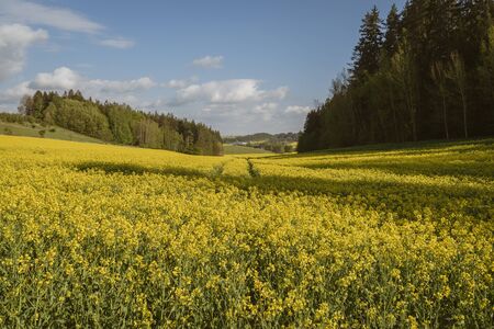 Yellow rapes flowers and blue sky with clouds. Ukraine, Europe. Beauty world.の写真素材