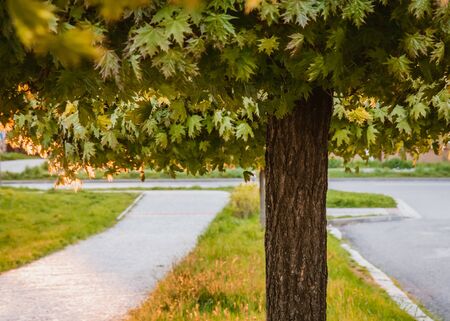 Close-up on a lone tree beside a path with a tree crown over half photo. Suitable for backgroundsの写真素材