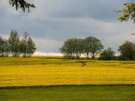 two trees in a yellow field of oil seed rape flowersの写真素材