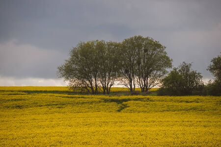 two trees in a yellow field of oil seed rape flowersの写真素材