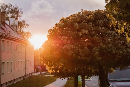 Birch tree Leaf with details, veins, blade, tip and structure, translucent structure in springtime sunlight in a forest in Czech Republic.の写真素材