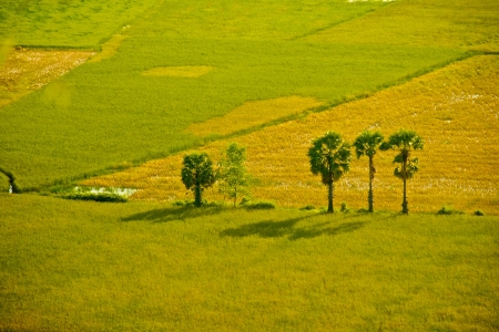 Trees on rice field の写真素材