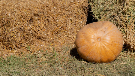 Round pumpkin on the background of a haystack, autumn harvest, background. high quality photoの写真素材