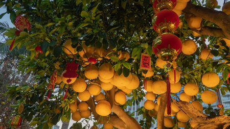 Grapefruit on a citrus tree with evening illumination and Chinese decorationsの写真素材