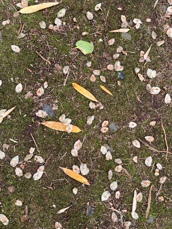 Ground, moss and leaves - forest path background. high quality photo
