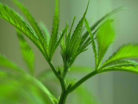 Green leaves of mariguana. Green background.の写真素材