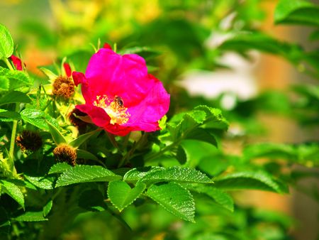 The bee on the dog-rose. Green backgroundの写真素材