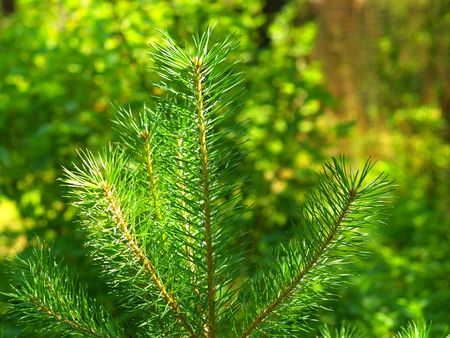 Green pine by the light of the sun. の写真素材