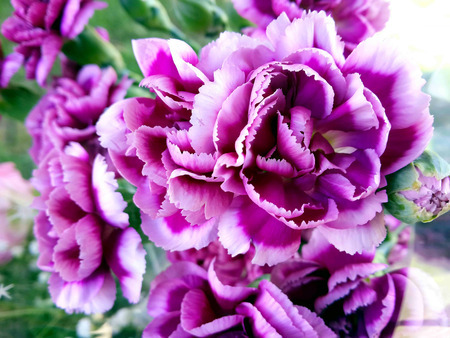 background of beautiful wavy purple flowers carnationの写真素材