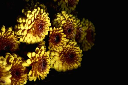 red and yellow flowers over blackの写真素材