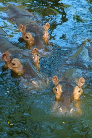 tree hippos in waterの写真素材
