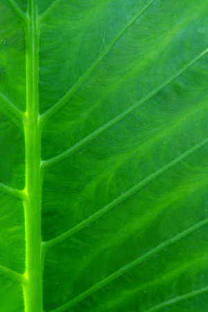 close up of green leaf (vertical)