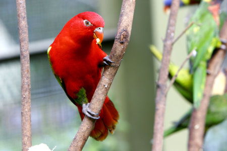 red lovebird on tree