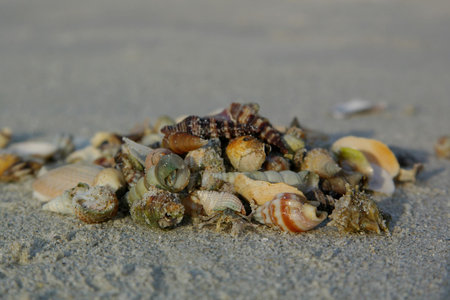 different seashells on sand beach