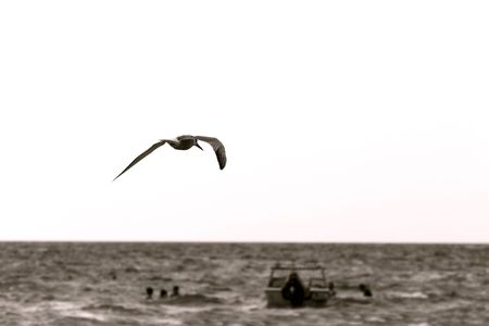 sea gull over whiteの写真素材