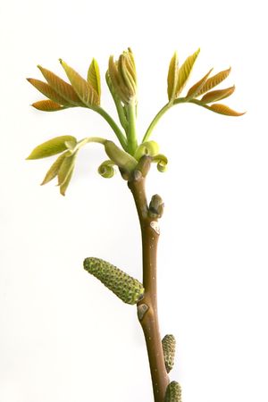 tree branch with new leaves over whiteの写真素材