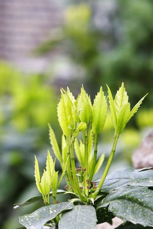 new leaves on treeの写真素材