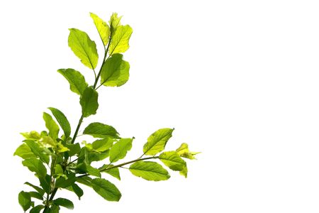 tree branch over whiteの写真素材