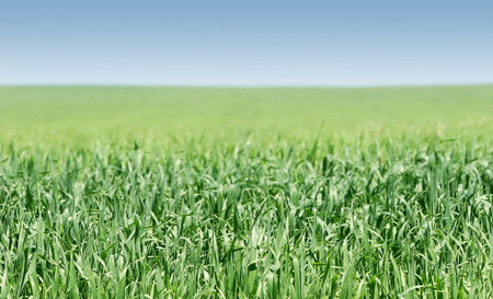green grass on blue sky background