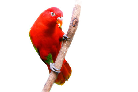 red lovebird over white
