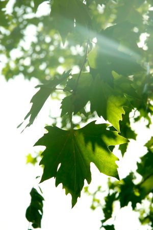 maple tree leaves in sun raysの写真素材