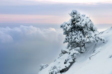 alone pinetree covered with snowの写真素材