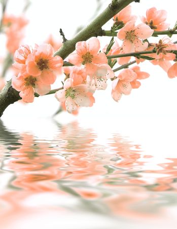 flowers and reflection over whiteの写真素材