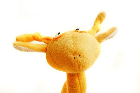 funny animal head over whiteの写真素材