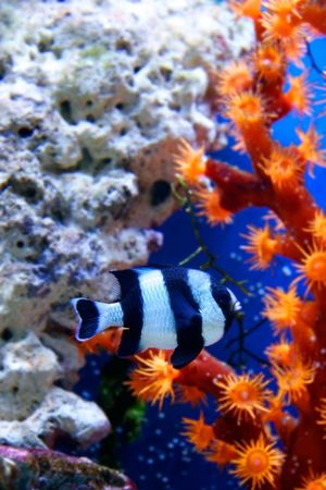 underwater lifeの写真素材