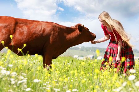 happy girl feeding cow on meadowの写真素材