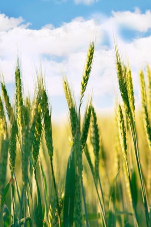 wheat field on sky backgroundの写真素材