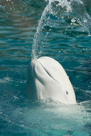white whale throwing water from its mouthの写真素材