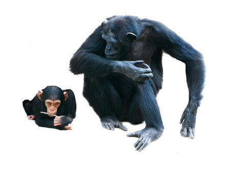 mother and baby chimps over white